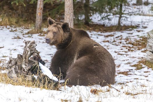 A Grizzly Bear enjoys the winter weather in Montana