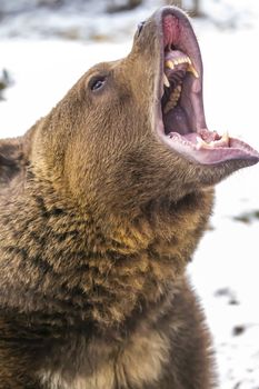 A Grizzly Bear enjoys the winter weather in Montana