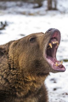 A Grizzly Bear enjoys the winter weather in Montana