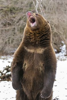 A Grizzly Bear enjoys the winter weather in Montana
