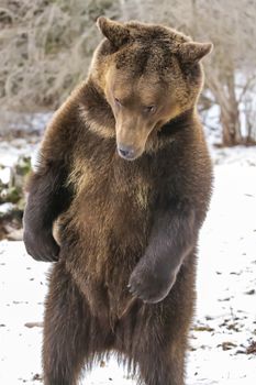 A Grizzly Bear enjoys the winter weather in Montana