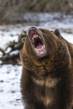 A Grizzly Bear enjoys the winter weather in Montana