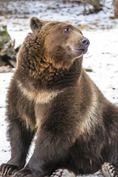 A Grizzly Bear enjoys the winter weather in Montana