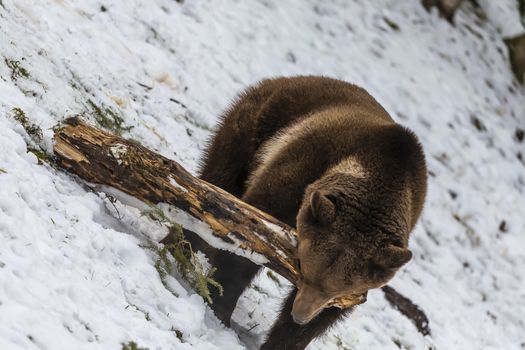 A Grizzly Bear enjoys the winter weather in Montana