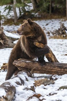 A Grizzly Bear enjoys the winter weather in Montana