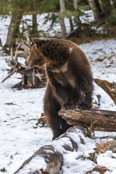 A Grizzly Bear enjoys the winter weather in Montana