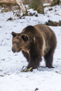 A Grizzly Bear enjoys the winter weather in Montana