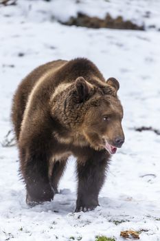 A Grizzly Bear enjoys the winter weather in Montana