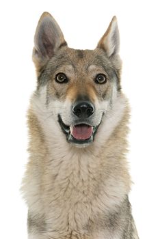  czechoslovakian wolf dog in front of white background