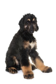 puppy afghan hound in front of white background