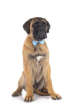 young bullmastiff in front of white background