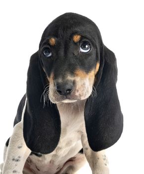 puppy bernese Schweizer Laufhund in front of white background