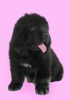 puppy newfoundland dog in front of pink background