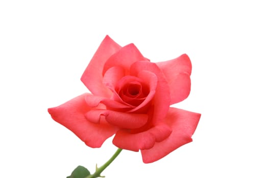 Delicate red ish pink rose with isolated white background