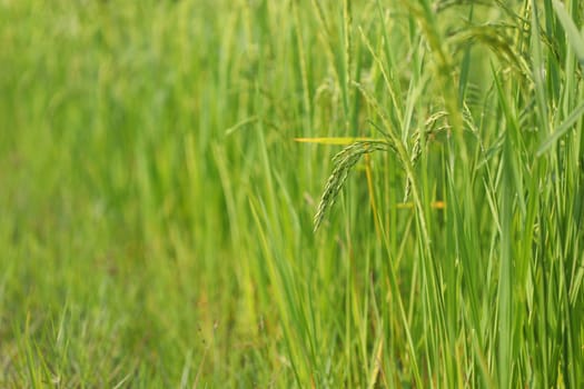 Rice paddy field under sunlight