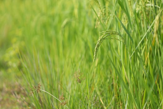 Rice paddy field under sunlight