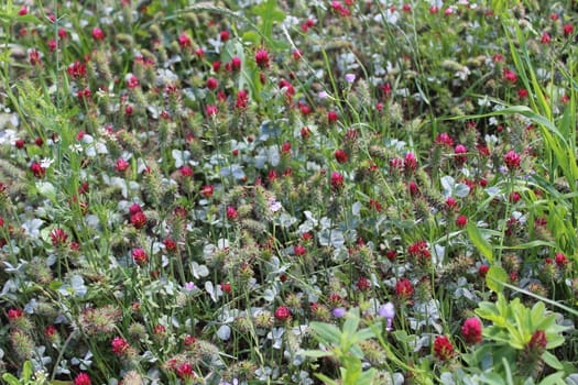 The picture shows wet crimson clover after the rain