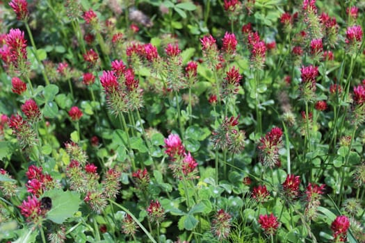 The picture shows wet crimson clover after the rain