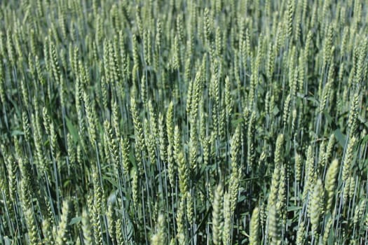 The picture shows wheat field with unripe wheat