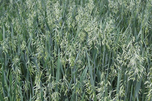 The picture shows a field with unripe oat