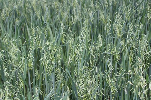 The picture shows a field with unripe oat