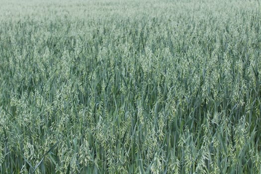 The picture shows a field with unripe oat