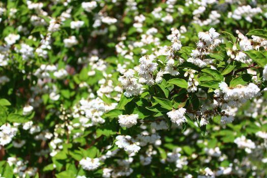 The picture shows beautiful jasmine in the garden