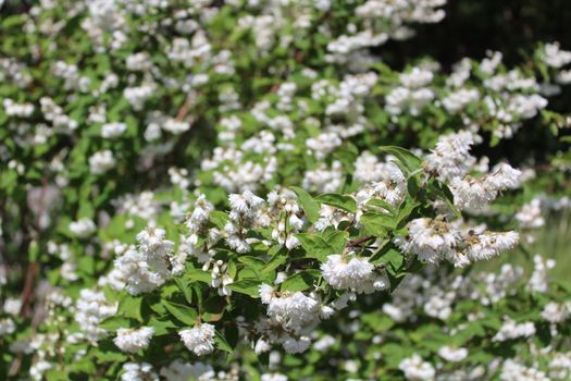 The picture shows beautiful jasmine in the garden