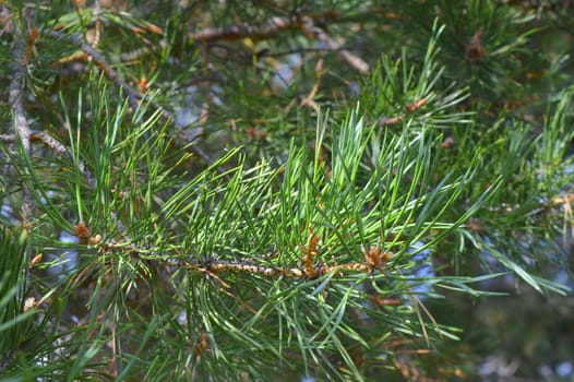 background nature with green twigs of pine