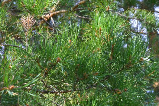 background nature with green twigs of pine