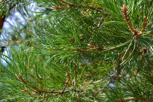 background nature with green twigs of pine