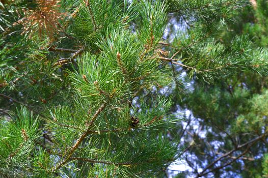 background nature with green twigs of pine