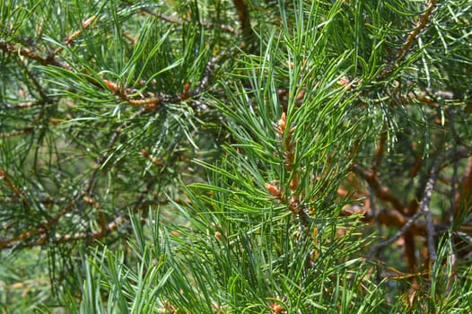 background nature with green twigs of pine