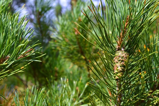 background nature with green twigs of pine