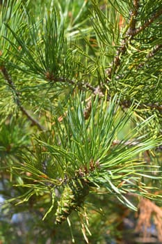 background nature with green twigs of pine