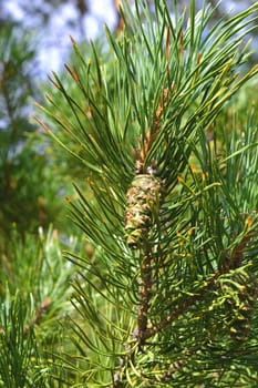 background nature with green twigs of pine