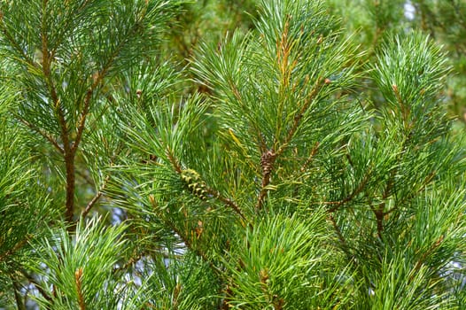 background nature with green twigs of pine