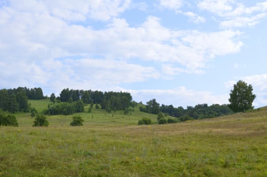 summer rural landscape with plants