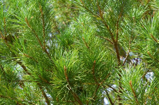 background nature with green twigs of pine