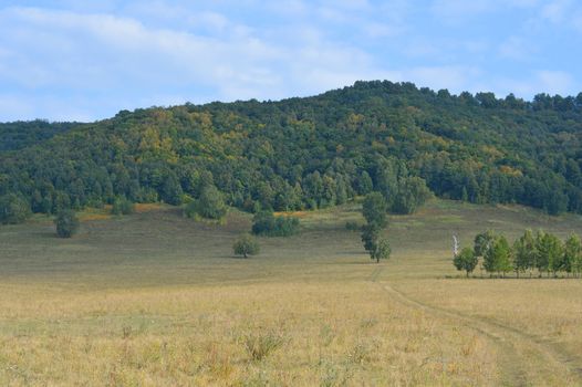 Summer landscape with forest on mountain