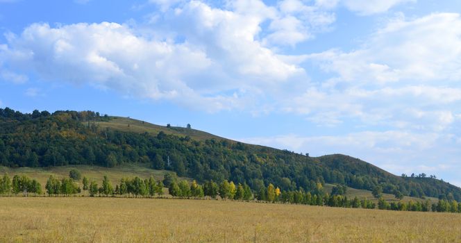 Summer landscape with forest on mountain