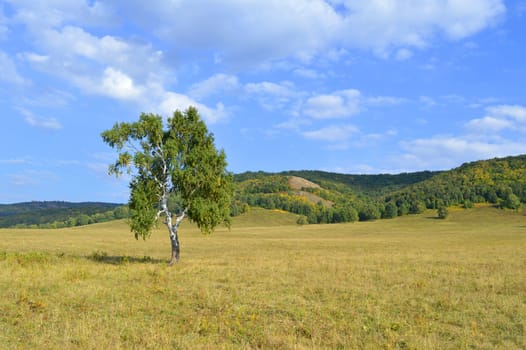 birch on a background of mountain forests