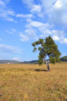 birch on a background of mountain forests