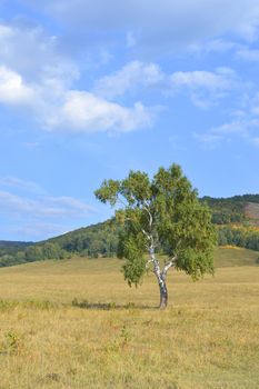 birch on a background of mountain forests