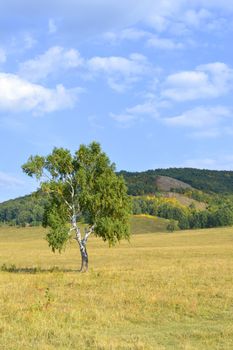 birch on a background of mountain forests