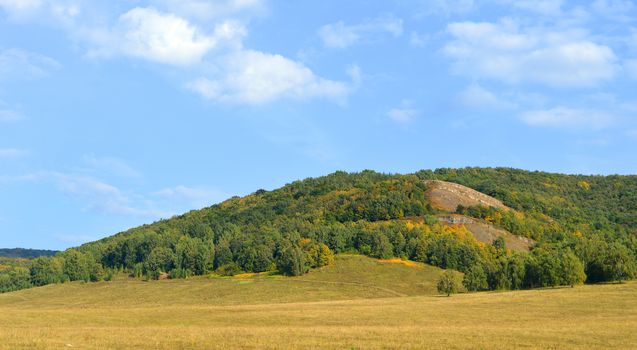 Summer landscape with forest on mountain