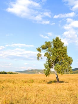 birch on a background of mountain forests