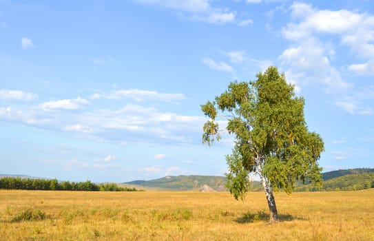 birch on a background of mountain forests