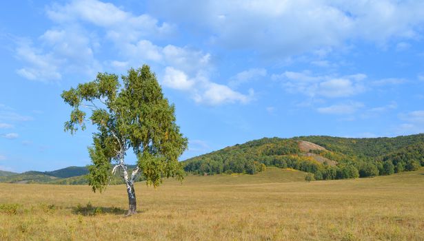 birch on a background of mountain forests