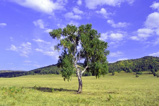 birch on a background of mountain forests